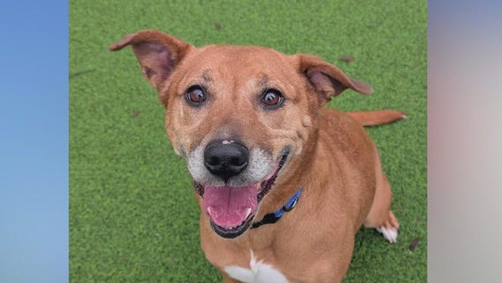 Meet Kendra: Our Pet of the Day