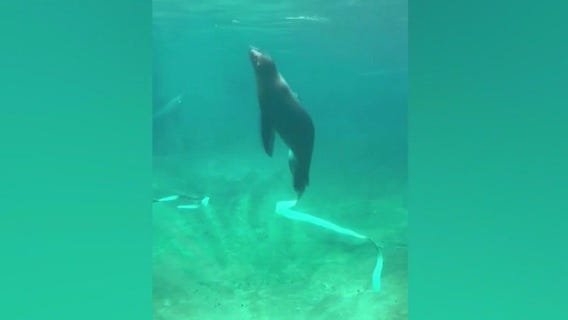 Sea lion pup shows off dance skills