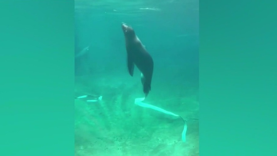 Sea lion pup shows off dance skills