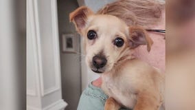 Meet Piccolo: Our Pet of the Day