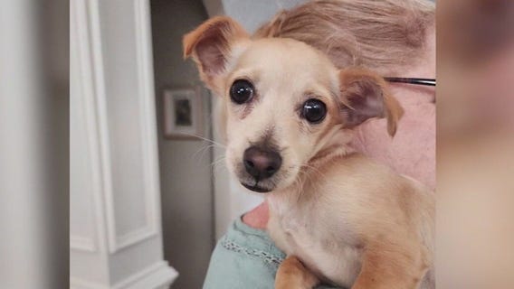 Meet Piccolo: Our Pet of the Day