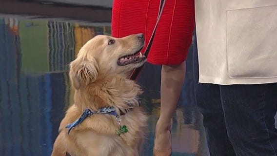 Meet Marley: Our Pet of the Day