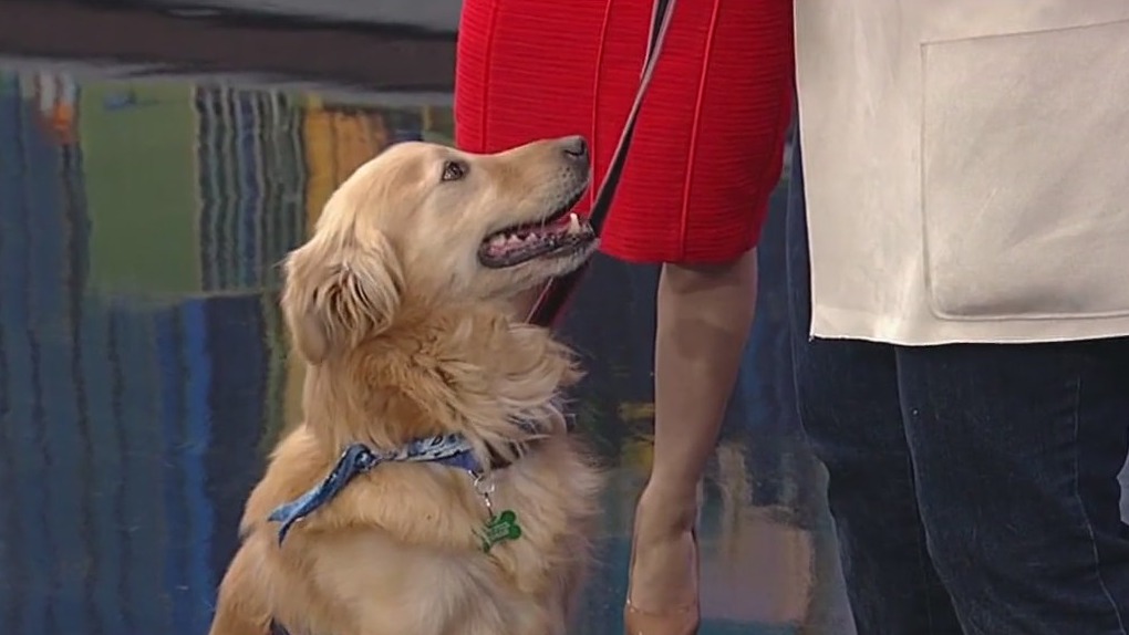 Meet Marley: Our Pet of the Day