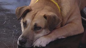 Meet Elania: Our Pet of the Day