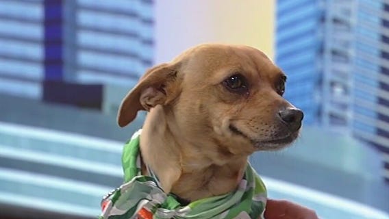 Meet Andromeda: Our Pet of the Day