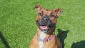 Meet Penny: Our Pet of the Day