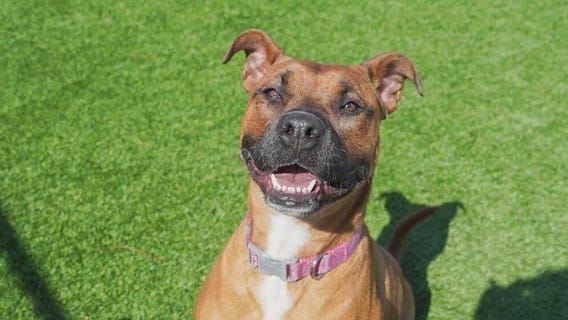 Meet Penny: Our Pet of the Day