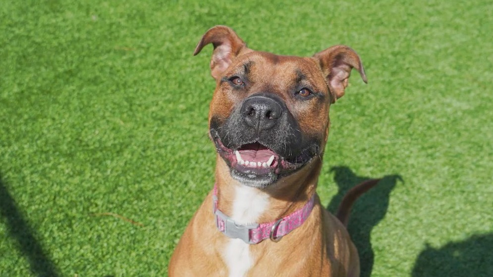 Meet Penny: Our Pet of the Day