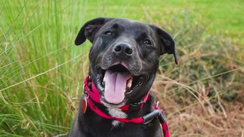 Meet Oreo: Our Pet of the Day