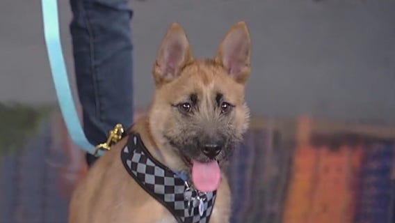 Meet Bento: Our Pet of the Day