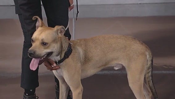 Meet Morrison: Our Pet of the Day