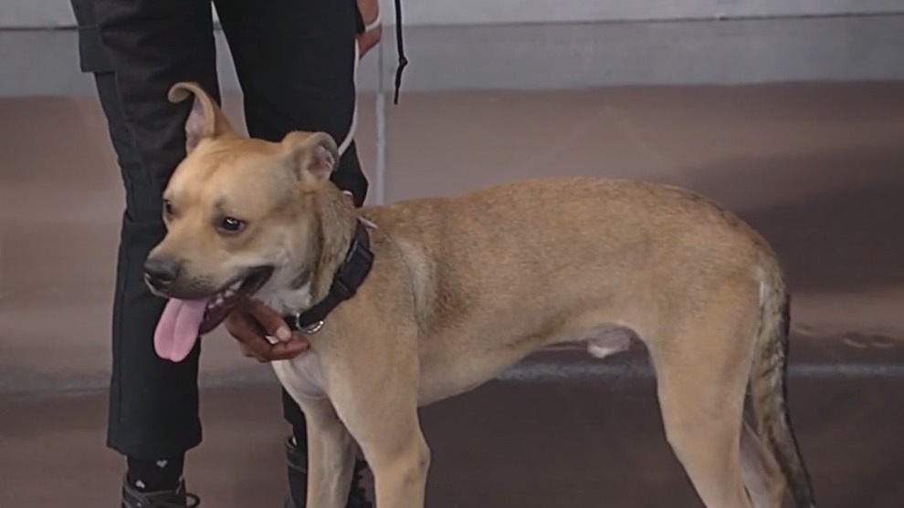 Meet Morrison: Our Pet of the Day