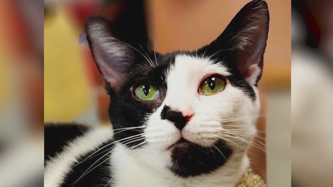 Meet Leilani: Our Pet of the Day