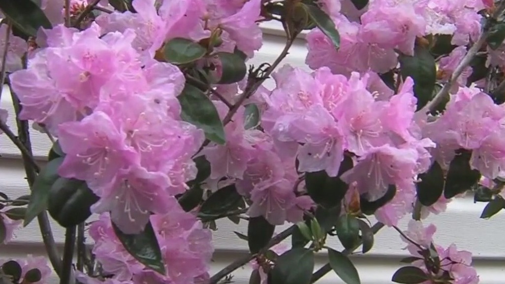 Spring allergy season lasting longer