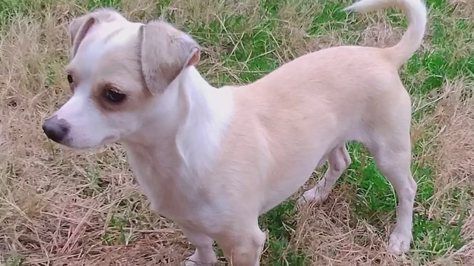 Meet Quill: Our Pet of the Day