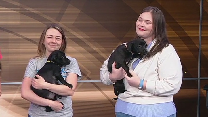 Meet Ale and Cider: Our Pets of the Day