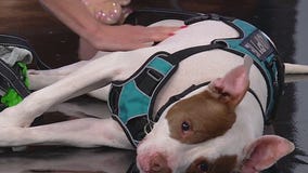 Meet Zeus: Our Pet of the Day