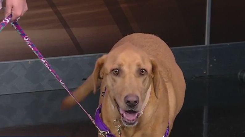 Meet Sweet Pea and Crema: Our Pets of the Day