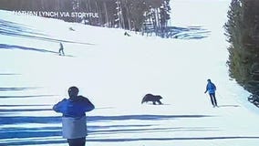 Bear chases skier on mountain