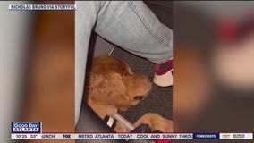 Golden retrievers surprise plane passengers