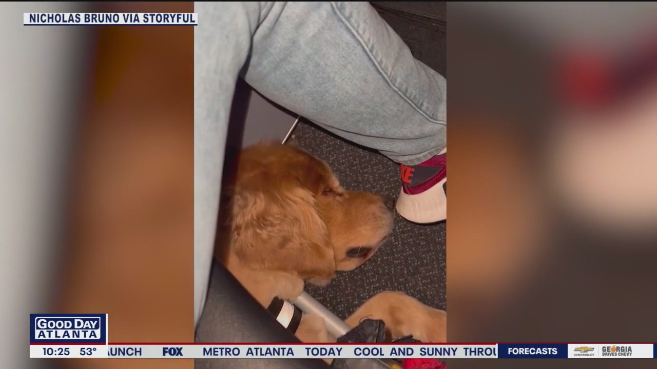 Golden retrievers surprise plane passengers