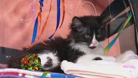 Meet Strudel, Sugar Cookie, and Smores: Our Pets of the Day