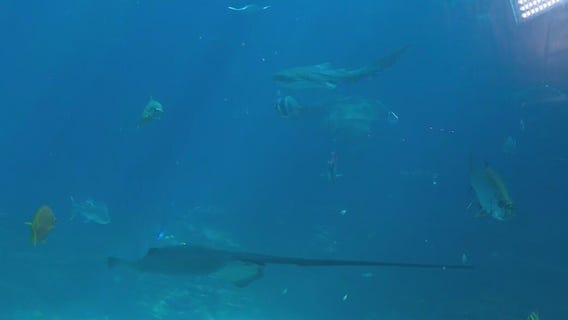 Return of Georgia Aquarium's Aqua Pass