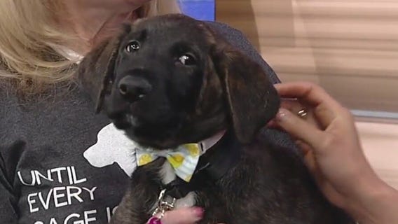Meet Weller: Our Pet of the Day