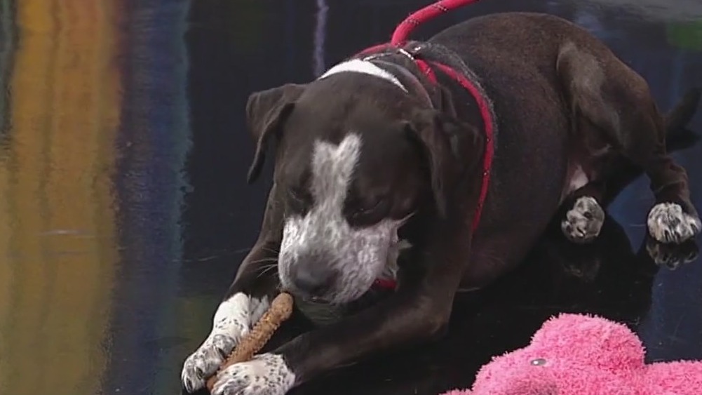 Meet Angelica: Our Pet of the Day