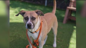 Meet Talon: Our Pet of the Day