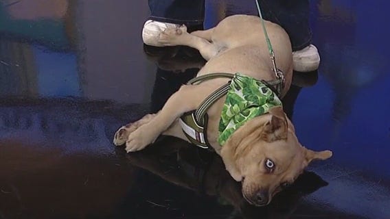 Meet Raven: Our Pet of the Day