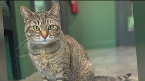 Meet Graciela: Our Pet of the Day