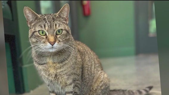 Meet Graciela: Our Pet of the Day