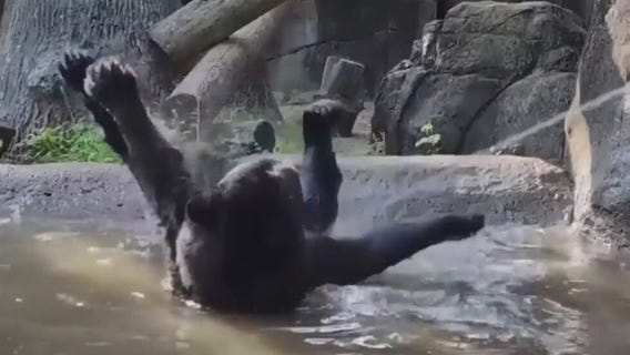 Bear bath time at Knoxville Zoo