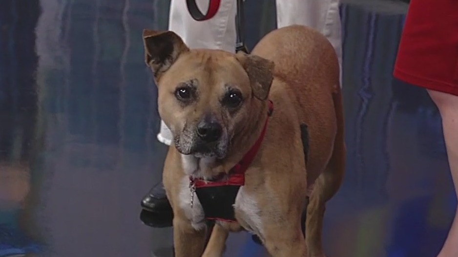 Meet Serenity: Our Pet of the Day