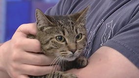 Meet Kay Kay: Our Pet of the Day