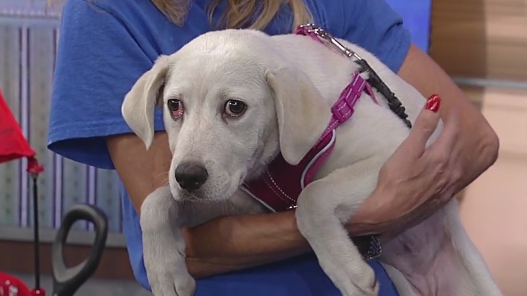 Meet Michonne: Our Pet of the Day