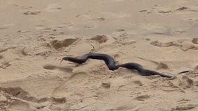 Snake surprises beachgoers