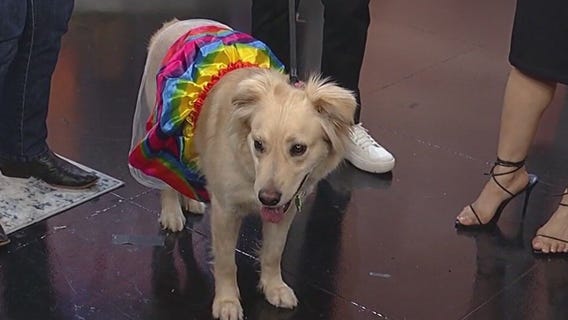 Meet Macchiato: Our Pet of the Day