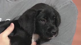 Meet Lilly: Our Pet of the Day