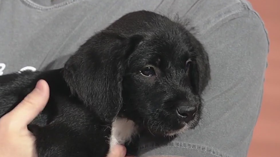 Meet Lilly: Our Pet of the Day