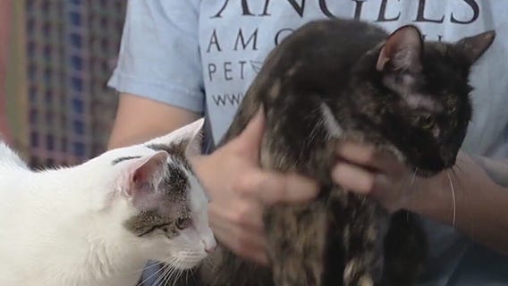 Meet Paper and Scissors: Our Pets of the Day