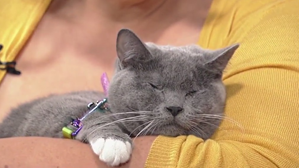 Meet Dani: Our Pet of the Day