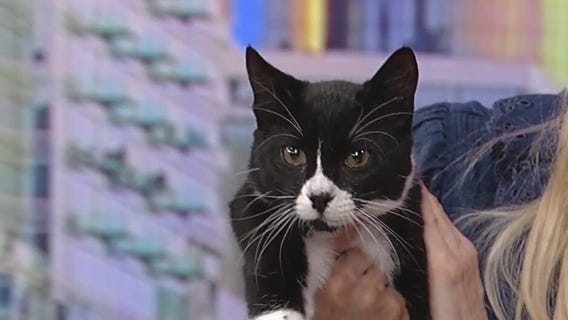 Meet Foo Foo: Our Pet of the Day