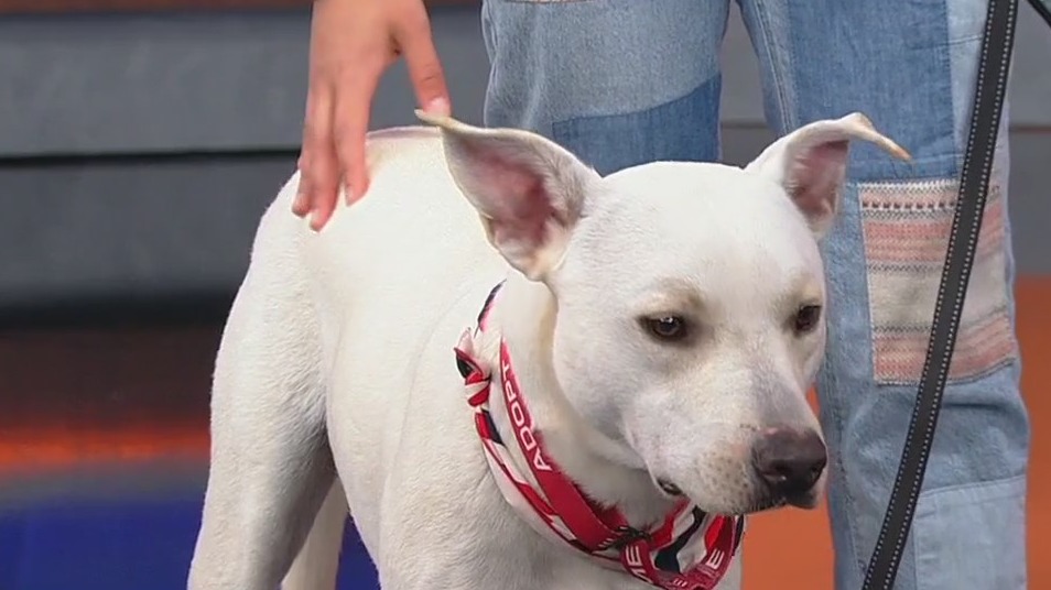 Meet Apollo: Our Pet of the Day
