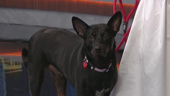 Meet Bella: Our Pet of the Day