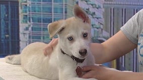 Meet MacReady: Our Pet of the Day