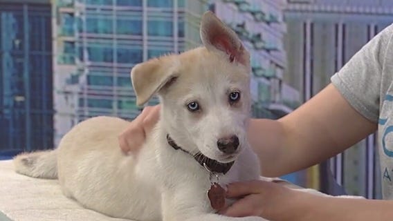 Meet MacReady: Our Pet of the Day