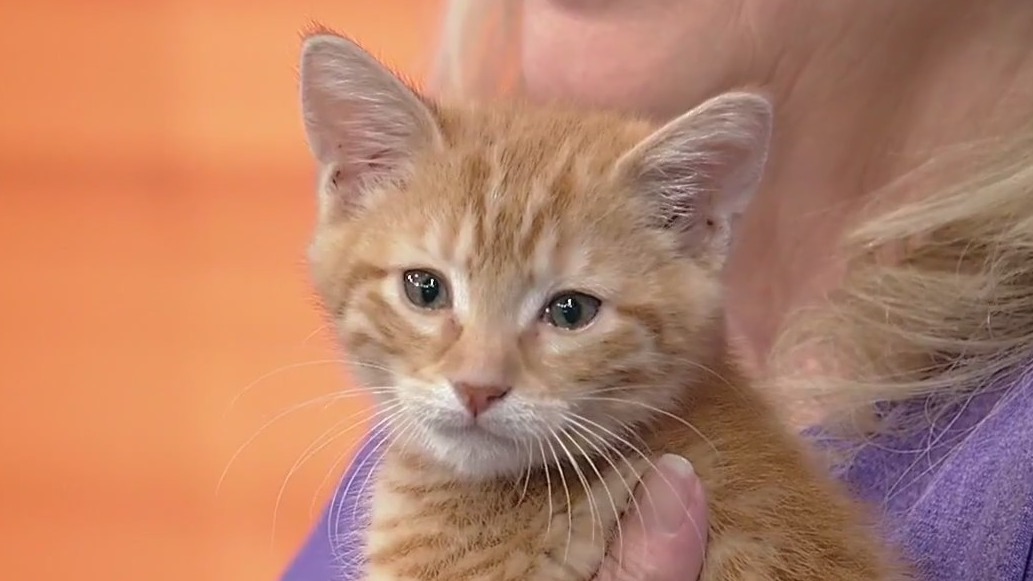 Meet Harry: Our Pet of the Day