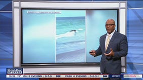 Bear takes a trip to the beach